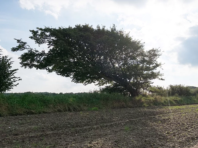 Hainbuche Arkebek Hainbuche Arkebek